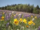 Wildflowers